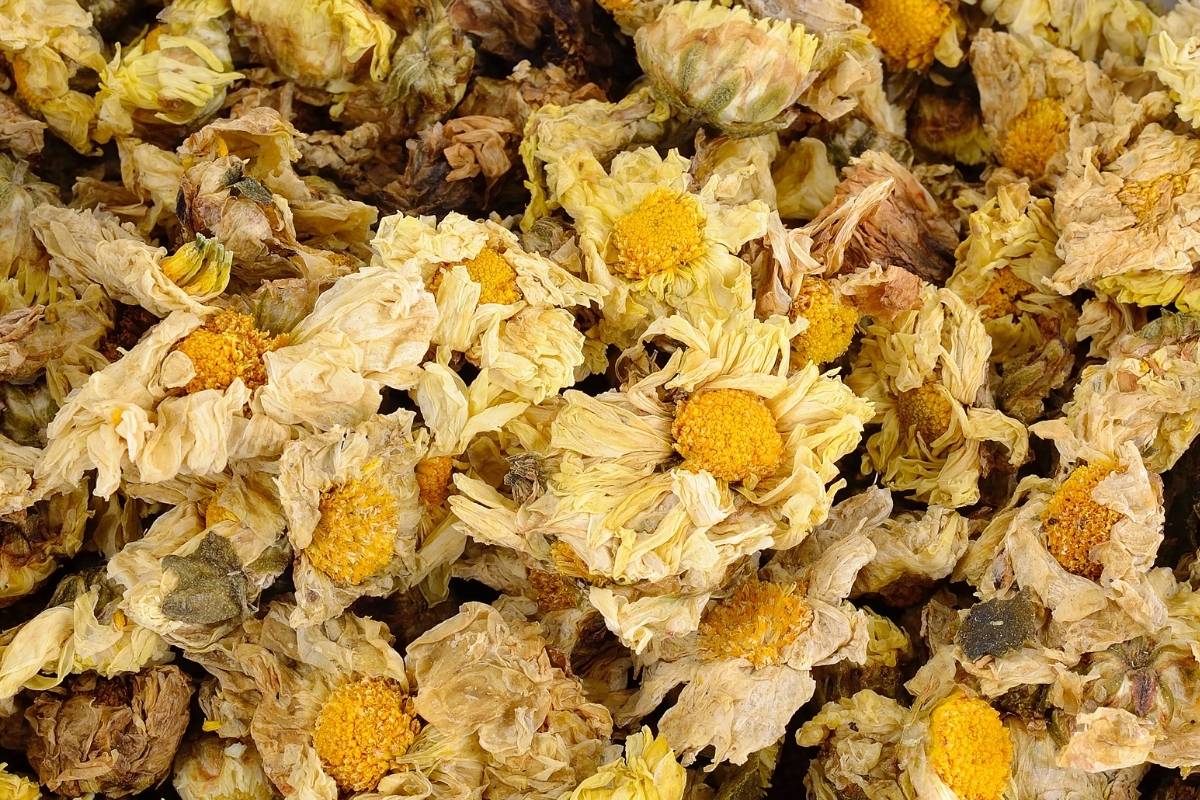 How to Make Homemade Pyrethrum Spray The Seed Collection